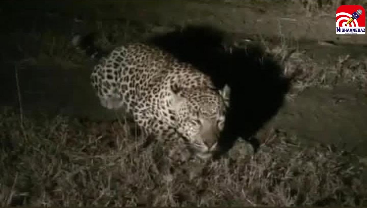 leopard