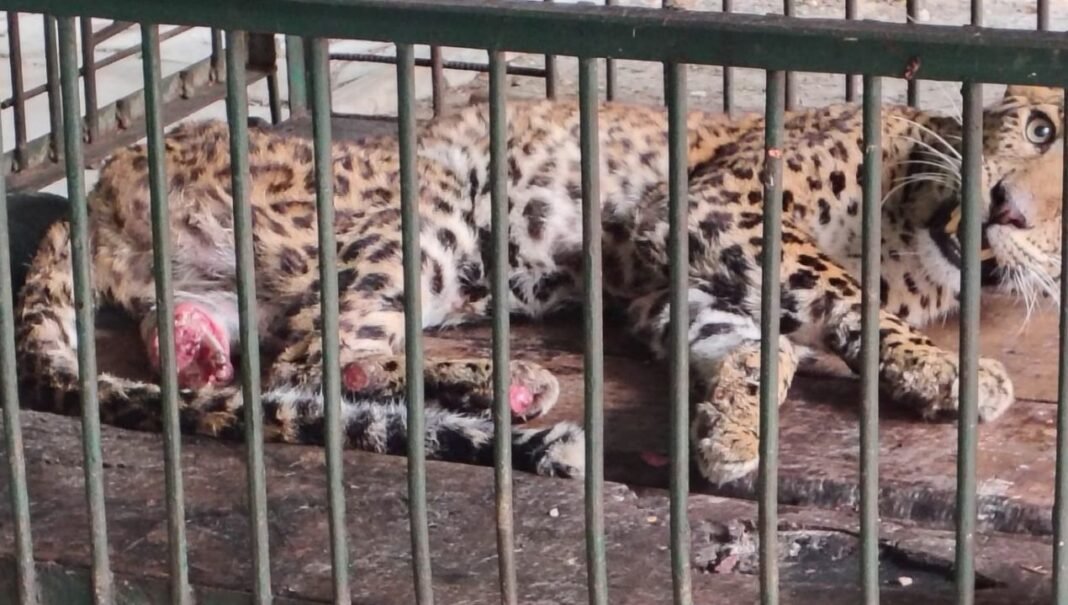 Indore में मादा तेंदुए का रेस्क्यू, काटना पड़ा पंजा, अब चलेगी तीन पंजों पर