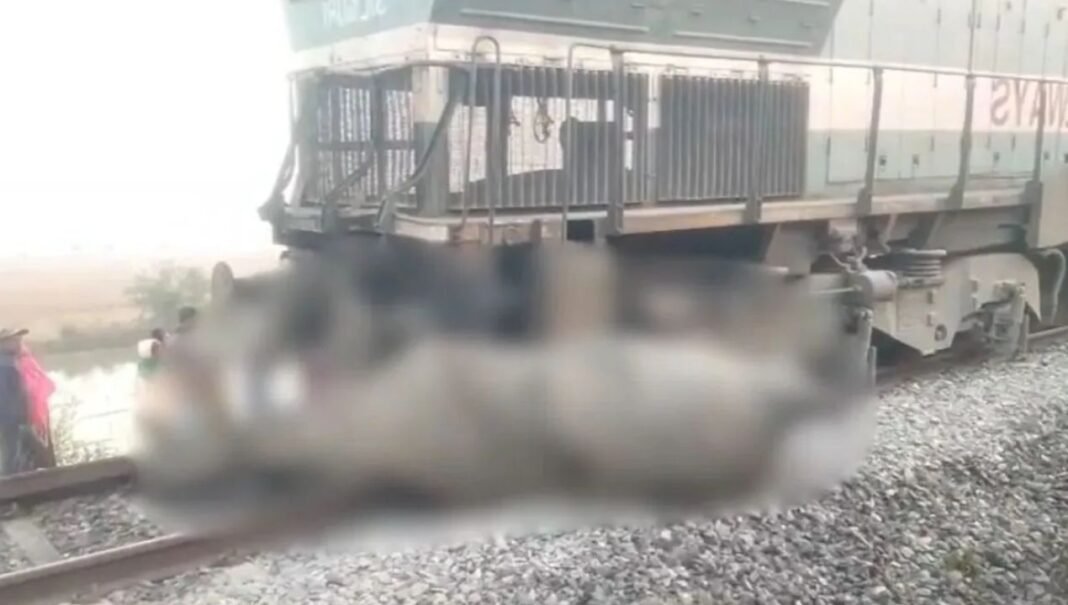 Assam Accident : असम में बड़ा रेल हादसा, हाथियों से टक्कर के बाद राजधानी एक्सप्रेस डिरेल