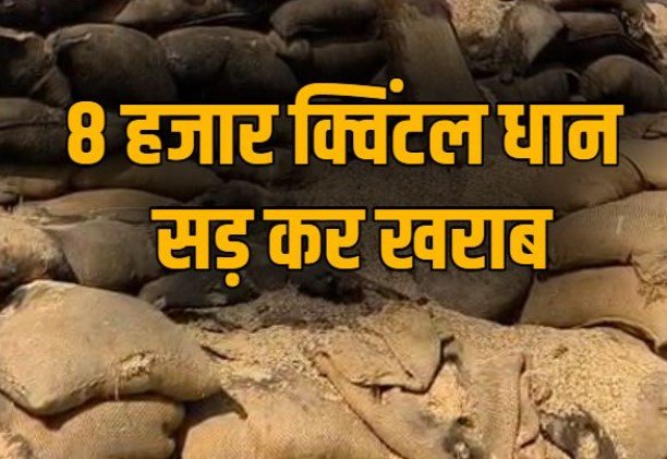 CG NEWS : खुले आसमान के नीचे सड़ती रही करोड़ों की धान, कस्टम मिलिंग में देरी से 8 हजार क्विंटल अनाज हुआ खराब