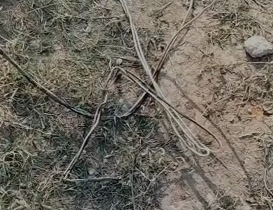 Singrauli News : स्कूली छात्रों के सर पर मंडराता काल मकड़ी के जाल के तरह बिछा तार बड़े हादसे को दे रहे हैं निमंत्रण..