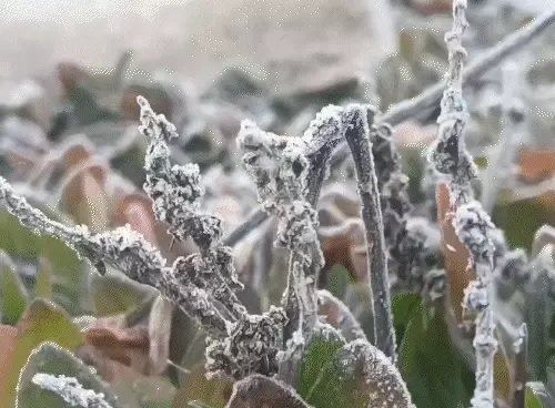 Cg weather: सरगुजा-दुर्ग संभाग में शीतलहर, रायपुर में धुंध का अलर्ट; मैनपाट में जमी ओस, बच्चों में बढ़ रहा हाइपोथर्मिया का खतरा