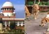 Stray Dogs Case : आवारा कुत्तों पर SC की सख्त टिप्पणी, शेल्टर की कमी पर जताई गंभीर चिंता