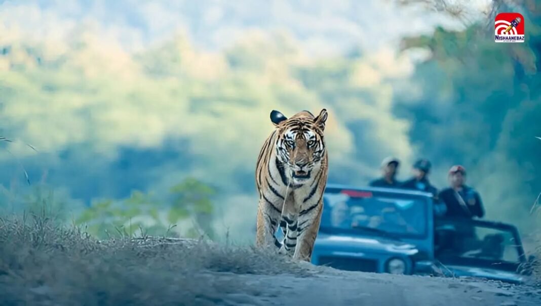 M.P में बनेगा देश का पहला टाइगर कॉरिडोर, जुड़ेंगे पेंच, कान्हा, बांधवगढ़ और पन्ना रिजर्व