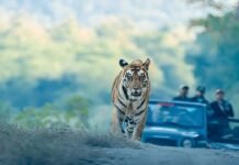 MP News: 1 अक्टूबर से खुलेगा बांधवगढ़ टाइगर रिजर्व! नए पर्यटन सीजन में बदलेगा जंगल सफारी का अंदाज