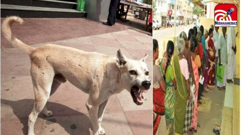 Sukma Dog Bite Inciden : सुकमा में पागल कुत्ते का तांडव: 22 लोगों को काटकर किया घायल, जिला अस्पताल में मची अफरा-तफरी