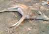 Cheetal Death Patonda : बुरहानपुर: पातोंडा के खेत में मिला चीतल का शव; वन विभाग ने पोस्टमार्टम के लिए रेणुका डिपो भेजा