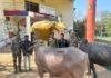 Rajnandgaon Cattle Smuggling : बोरतलाव पुलिस की नाकेबंदी में फंसी ‘छोटा हाथी’: क्रूरतापूर्वक कत्लखाने ले जा रहे मवेशियों को कराया आजाद