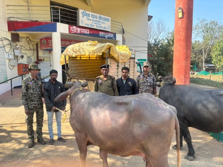 Rajnandgaon Cattle Smuggling : बोरतलाव पुलिस की नाकेबंदी में फंसी ‘छोटा हाथी’: क्रूरतापूर्वक कत्लखाने ले जा रहे मवेशियों को कराया आजाद