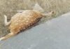 Deer Death Bargawan Range : कागजों पर गश्त और बेखौफ शिकारी: सिंगरौली में एक और हिरण ने तोड़ा दम, प्रशासन की सुस्ती पर उठे सवाल