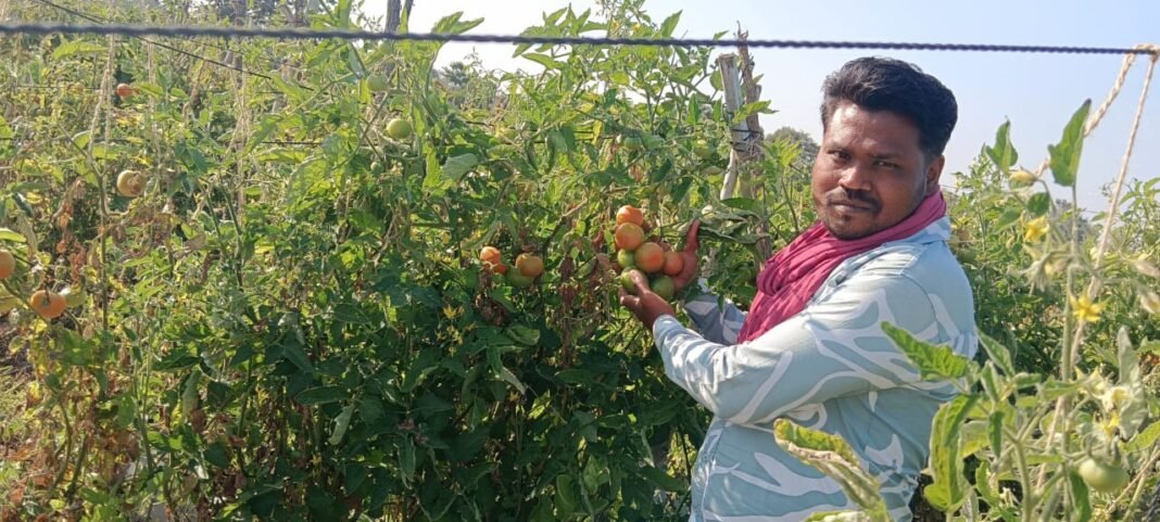 Tomato Farming Profit CG : टमाटर की खेती ने बदली किसान की तकदीर; 1.5 एकड़ में पैदा किया 10 लाख का टमाटर, दिल्ली-यूपी तक डिमांड