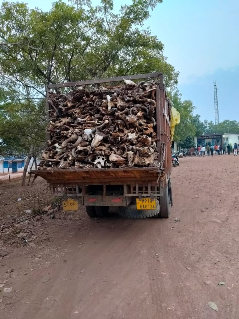 Cow Bone Smuggling MP : रीवा में गौ-वंश की हड्डियों से भरा ट्रक पकड़ाया: बजरंग दल ने बीच सड़क रोका, भारी तनाव के बाद पुलिस ने किया जप्त