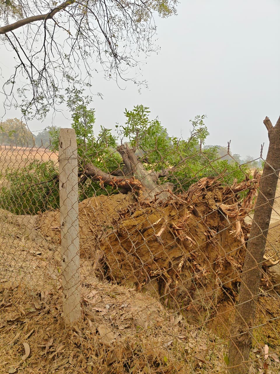 Tree Cutting Illegal Raigarh :भालूमार में फलदार वृक्षों की अवैध कटाई से मचा हड़कंप; बिना अनुमति उखाड़े जा रहे वर्षों पुराने पेड़, प्रशासन मौन