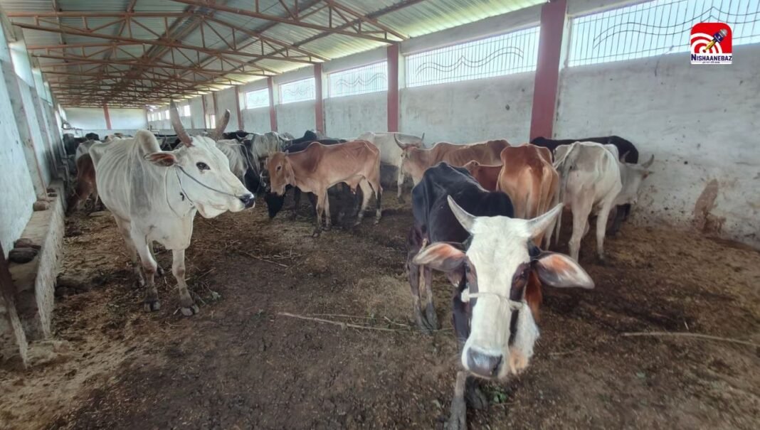 M.P Crime : भोपाल में फिर गौकशी, नारियलखेड़ा में कचरे में फेंका गया गोवंश का कटा शव