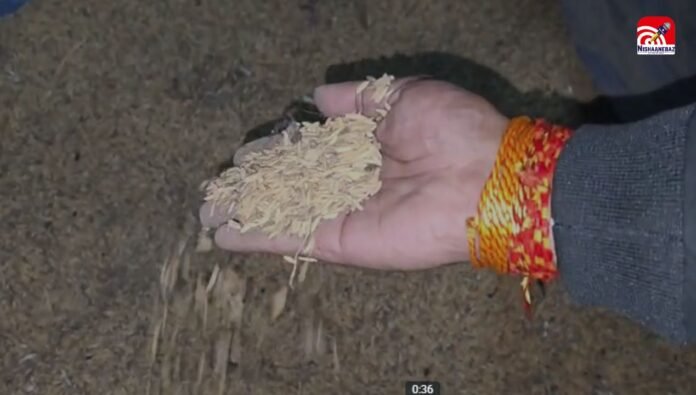 rice