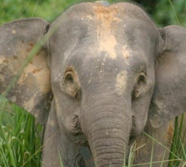 CG NEWS: रायगढ़ में हाथी शावक की ट्रेजिक मौत पर ग्रामीणों का अनोखा इंसानी प्यार: विधि-विधान से मृत्युभोज कराया