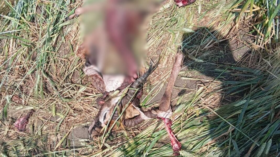 Wild Animal Attack Shajapur : शाजापुर: जंगल में हिरणों के कंकाल मिलने से फैली सनसनी; ग्रामीणों का दावा- इलाके में सक्रिय है तेंदुआ, विभाग की चुप्पी पर उठा गुस्सा