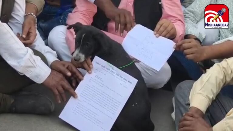 Rewa Collectorate Protest : रीवा: प्रदर्शनकारियों की शर्मनाक करतूत; कलेक्टर के न आने पर कुत्ते के गले में बांधा ज्ञापन, प्रशासन ने दी सख्त कार्रवाई की चेतावनी