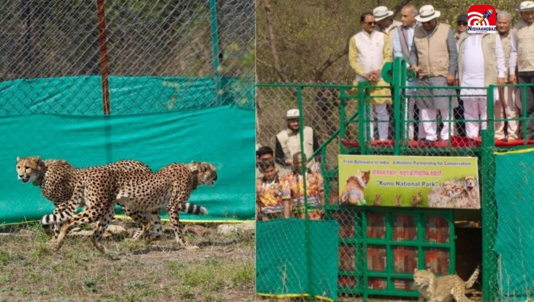 M.P News : कूनो नेशनल पार्क में ऐतिहासिक दिन! बोत्सवाना से कूनों पहुंचे 9 चीते, भारत में संख्या हुई 48