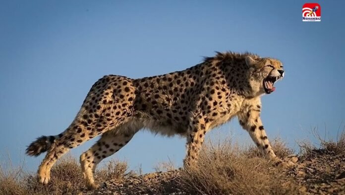 cheetah
