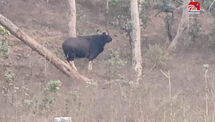 indian gaur