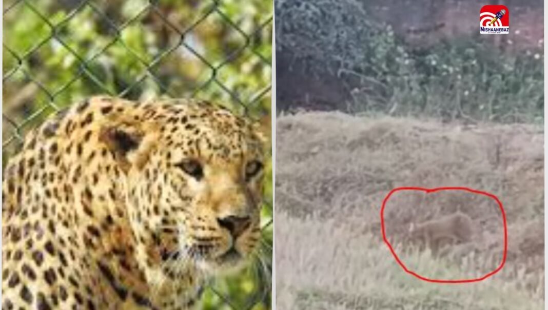 M.P News : जंगल कटाई से बढ़ा खतरा, सिंगरौली के गांव में दिखा तेंदुआ, ग्रामीणों में दहशत