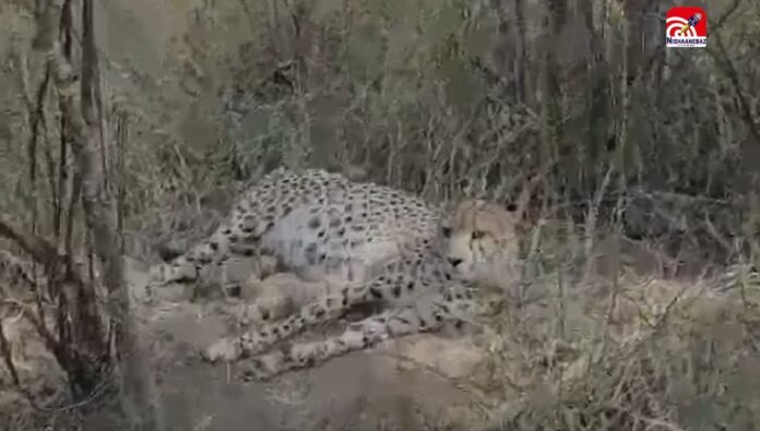 leopard