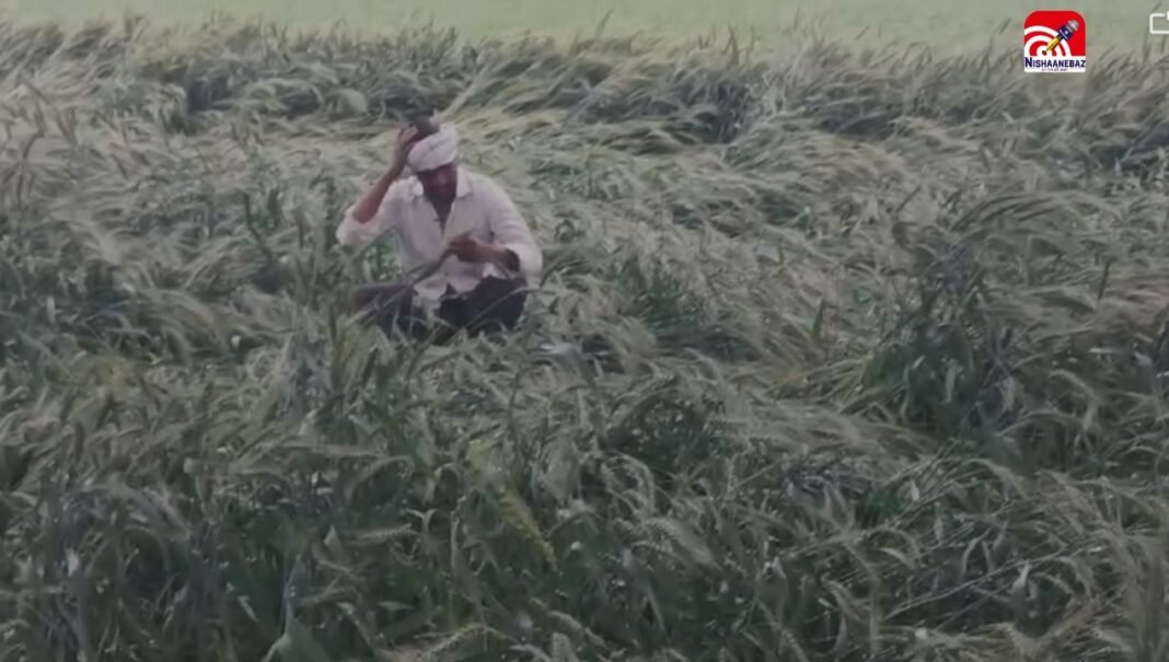 M.P News : शाजापुर में मावठ का कहर, तेज हवाओं से लहलहाती फसल हुई चौपट, किसानों की बढ़ी चिंता