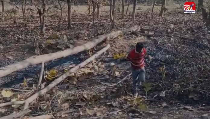 tree cutting