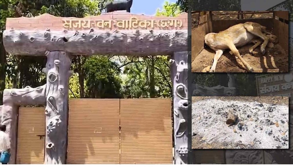 CG NEWS: संजय वन वाटिका में लापरवाही उजागर: कुत्तों के हमले में 15 हिरणों की मौत, शव जलाकर छिपाने की कोशिश