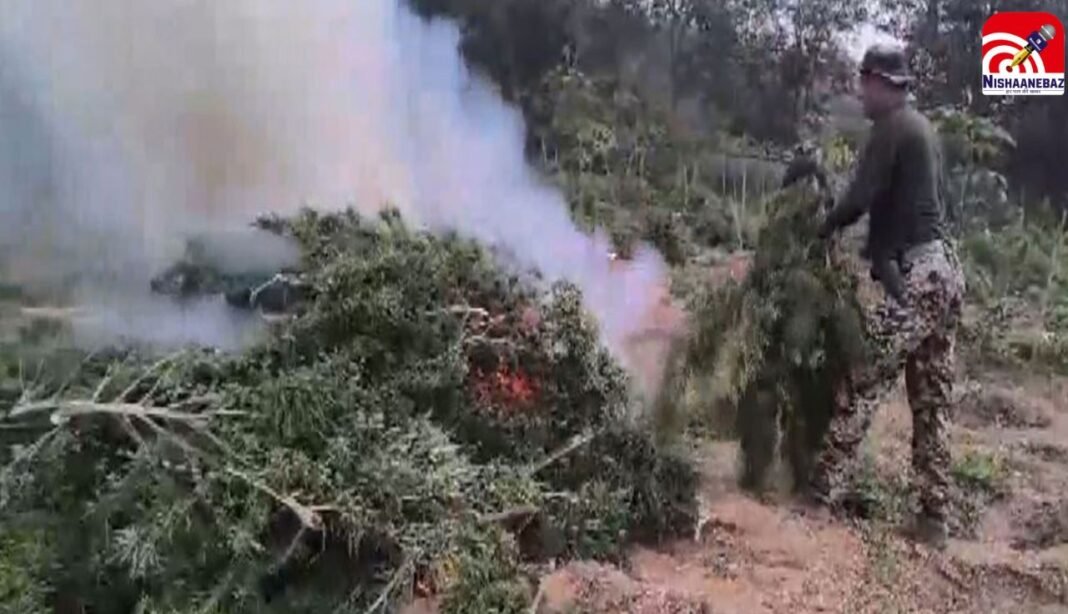 C.G News : पुलिस का ‘डबल स्ट्राइक’! 48 हजार एकड़ गांजा खेती नष्ट, 2700 करोड़ के नशे पर बड़ा वार