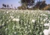 Durg Opium Scandal : पुलिस ने उखाड़े अवैध अफीम के पौधे, भाजपा नेता समेत 3 गिरफ्तार; नष्टीकरण की तैयारी