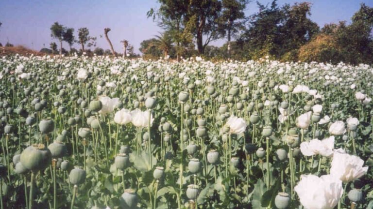 Durg Opium Scandal : पुलिस ने उखाड़े अवैध अफीम के पौधे, भाजपा नेता समेत 3 गिरफ्तार; नष्टीकरण की तैयारी