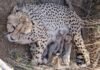 Kuno National Park Project Cheetah : कूनो में चीता कुनबे का विस्तार: मादा चीता ‘ज्वाला’ ने दिया 5 शावकों को जन्म, भारत में कुल संख्या 53 हुई