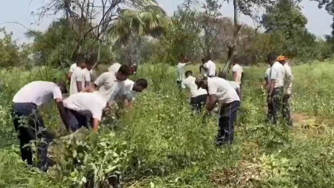 Durg News Illegal Opium Farming : 8 करोड़ की अवैध अफीम की खेती का भंडाफोड़, 14 लाख पौधे जब्त; राजस्थान तक पहुंची पुलिस की जांच