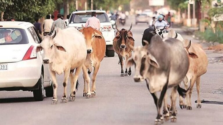 Animal Welfare Gharghoda News : घरघोड़ा: भीषण गर्मी में पानी को तरसे बेजुबान, गौ-सेवकों और प्रशासन की चुप्पी पर उठ रहे सवाल