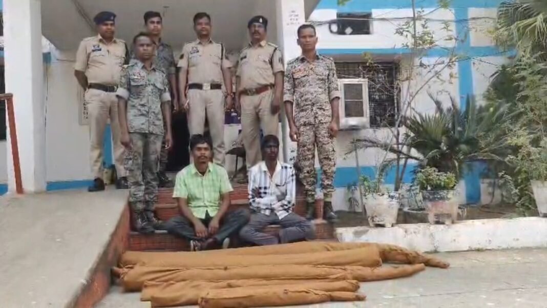 Kondagaon Ganja Cultivation News : कोंडागांव में मक्के की आड़ में गांजे की खेती: पुलिस और राजस्व विभाग का संयुक्त छापा; 2 किसान गिरफ्तार