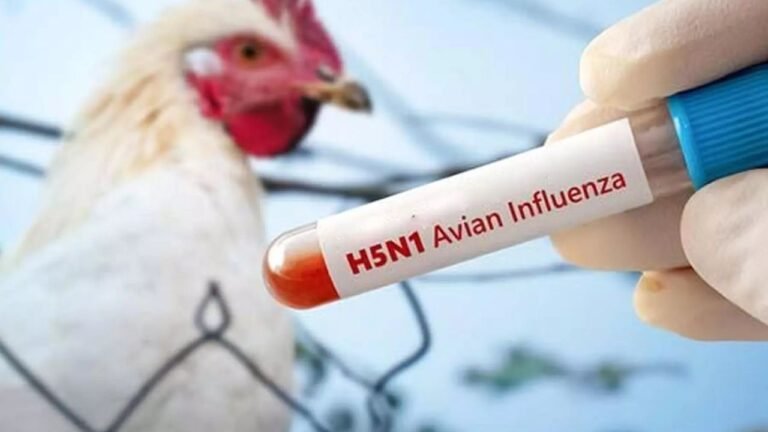 Avian Influenza Chhattisgarh : बिलासपुर में ‘बर्ड फ्लू’ का ब्लास्ट : 6 दिन में 4400 मुर्गियों की मौत; कोनी का सरकारी पोल्ट्री फार्म सील, 10KM इलाका कंटेनमेंट जोन घोषित