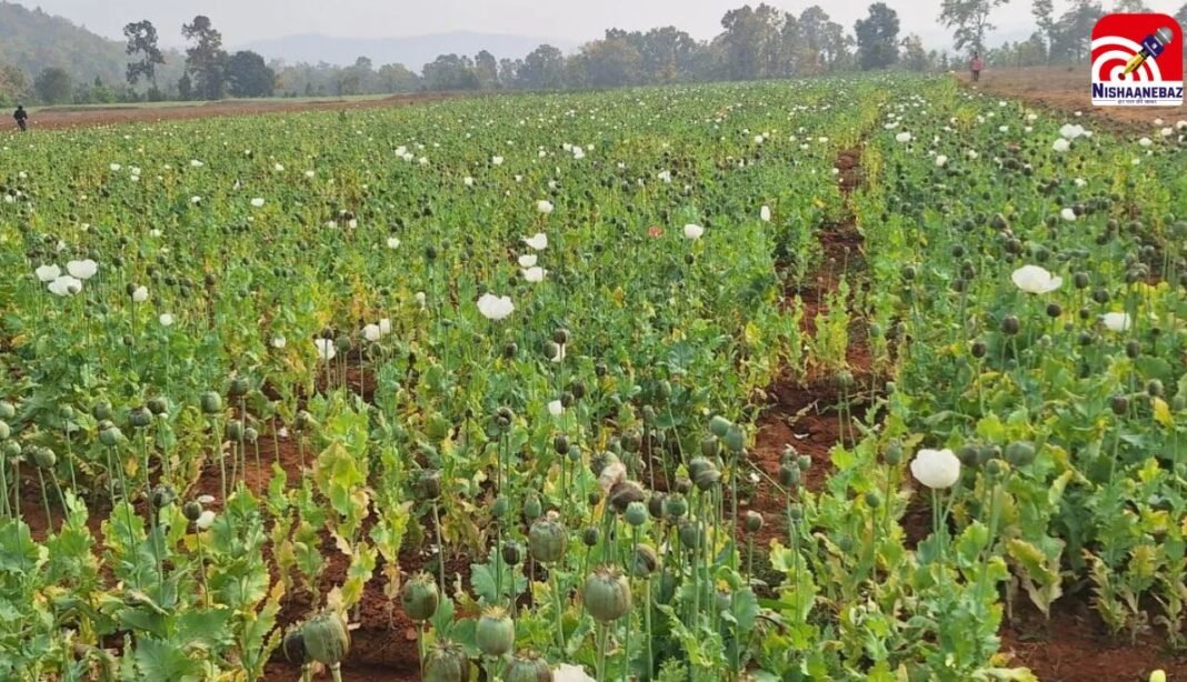 C.G News : दुर्ग-बलरामपुर के बाद अब रायगढ़ में लहलहाई अफीम की फसल! डेढ़ एकड़ में अवैध खेती का भंडाफोड़