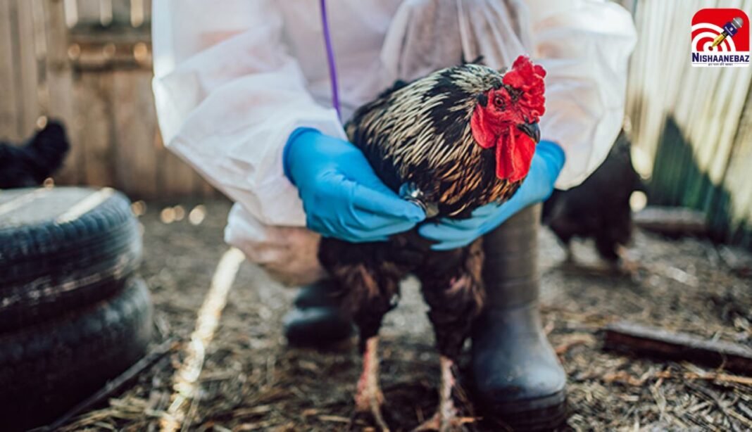 C.G News : बिलासपुर में बर्ड फ्लू का कहर, 22 हजार पक्षी नष्ट, कई जिलों में अलर्ट