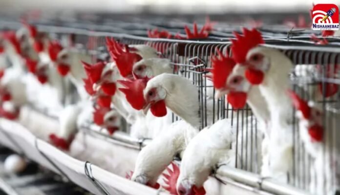 birdflu