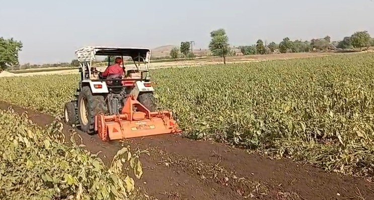 MP News Barwani: दाम नहीं मिले तो उजाड़ी फसल: बड़वानी में किसान ने 4 एकड़ बैंगन पर चलाया रोटावेटर