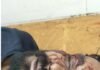 Singrauli News: पुरानी रंजिश में युवक से मारपीट, जान से मारने की धमकी, बैढ़न थाने में मामला दर्ज Singrauli News