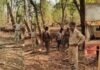 Kanker Forest Department : वन विभाग की बड़ी कार्रवाई, जंगल में दबिश देकर लाखों की अवैध चिरान लकड़ी की जब्त, दो आरोपी गिरफ्तार Kanker Forest Department