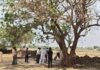 Mauganj Mango Trees Crisis : मऊगंज में ‘मैंगो क्राइसिस’: सूखते पेड़ों ने खोली सिस्टम की पोल, 5 सदस्यीय वैज्ञानिकों की टीम पहुंची गांव-गांव