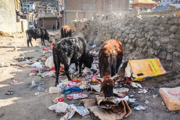 Gharghoda Stray Cattle Crisis : घरघोड़ा में बेजुबानों पर भारी गर्मी: पानी के लिए भटक रहा लावारिस गौवंश, ‘मूक’ बना नगर पंचायत प्रशासन