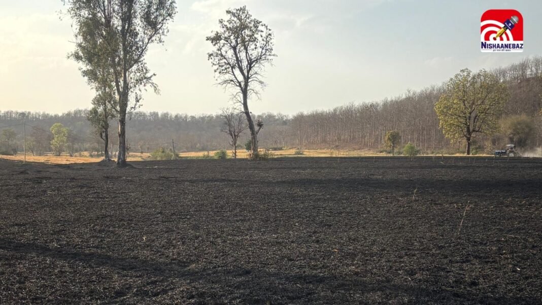 जबलपुर के बरगी में आग का कहर! 10 एकड़ गेहूं की फसल जलकर खाक