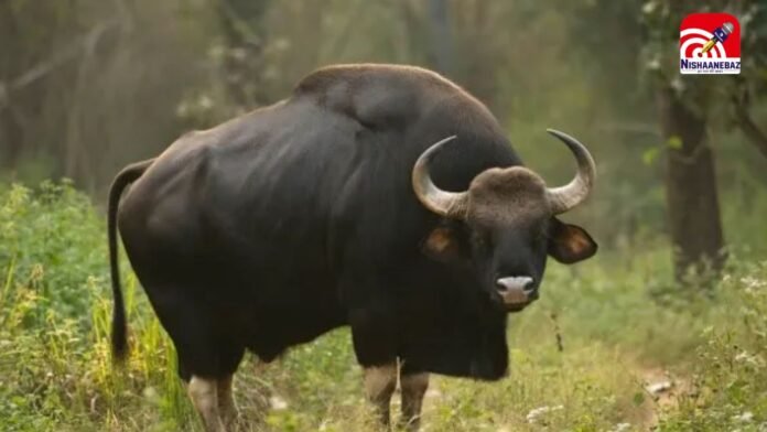 bison