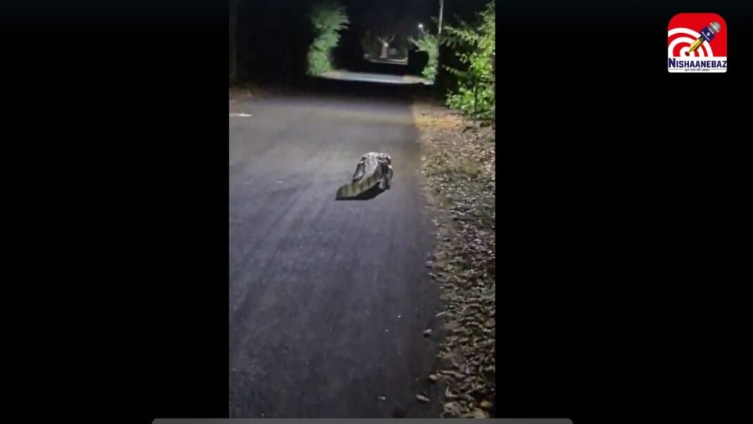 जबलपुर : खमरिया में रात के अंधेरे में मगरमच्छ से आमना-सामना, मची दहशत