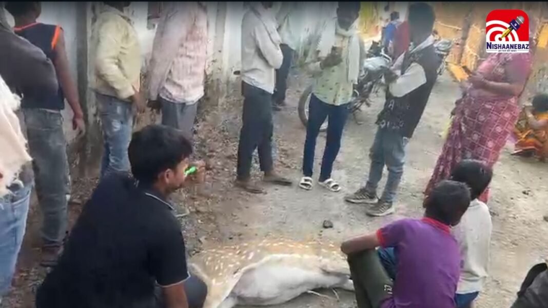 M.P News : बरगी में चीतल पर कुत्तों का हमला, वन विभाग पर लापरवाही के आरोप